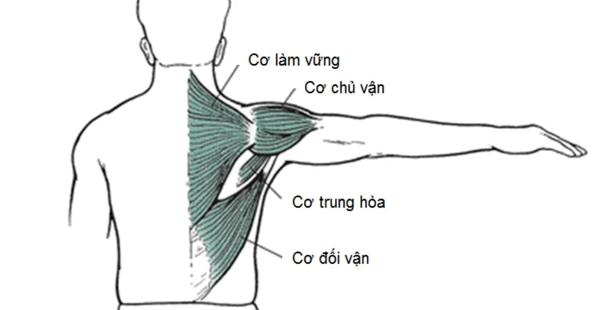 Cơ chủ vận là gì? Tầm quan trọng và cách phát triển nhóm cơ