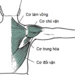 Cơ chủ vận là gì? Tầm quan trọng và cách phát triển nhóm cơ